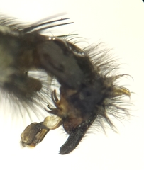 Sarcophaga subvicina