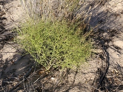 Cycloloma atriplicifolium