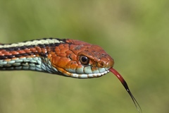 Thamnophis sirtalis tetrataenia