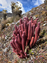 Phlegmariurus cocuyensis