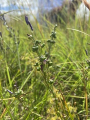 Caesia calliantha