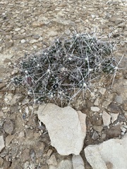 Grusonia aggeria