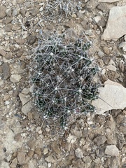 Grusonia aggeria