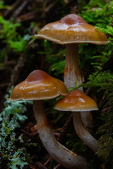 Cortinarius obtusus
