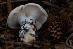Hydnum olympicum