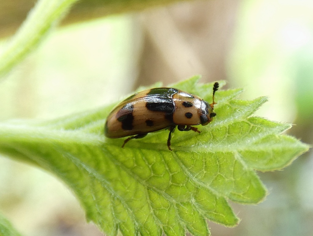 Ischyrus ichnus