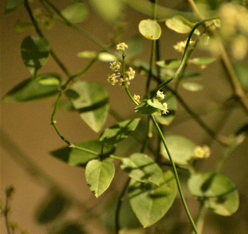 Cynanchum caudatum iNat (1)