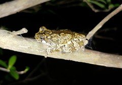 Hyla avivoca ogechiensis