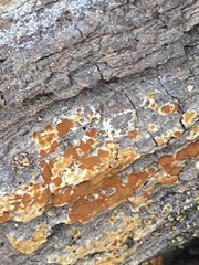 Botryobasidium aureum