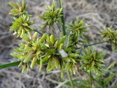Cyperus ochraceus