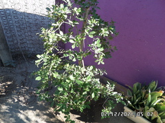 Magnoliopsida