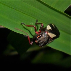 Deois pseudoflavopicta