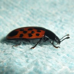 Pselaphacus signatus