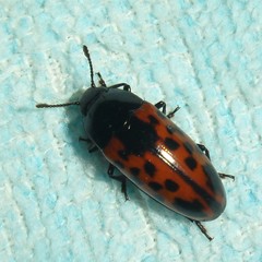 Pselaphacus signatus