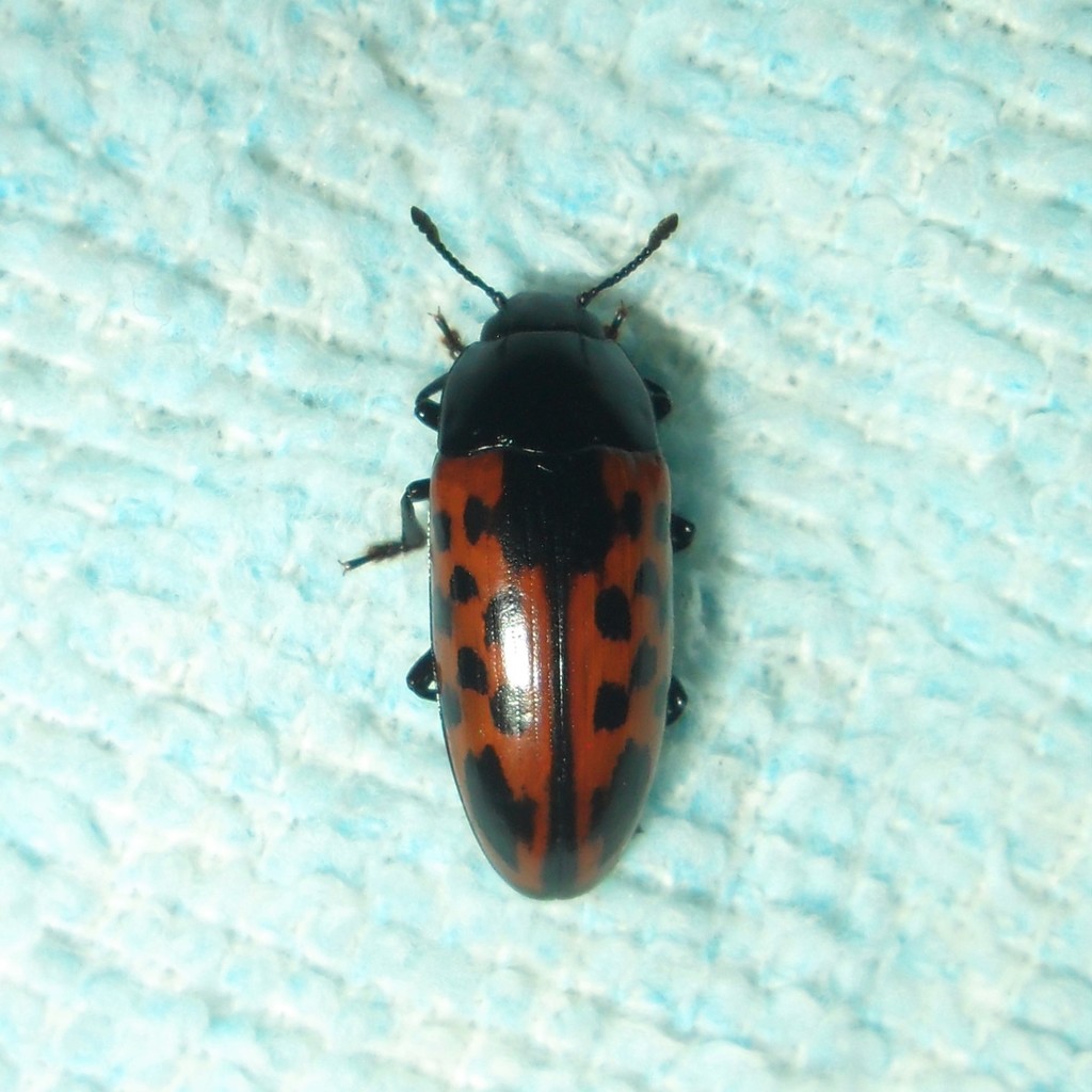 Pselaphacus