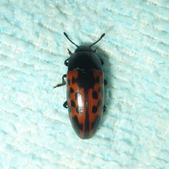 Pselaphacus signatus