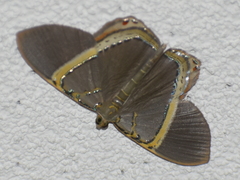 Phrygionis privignaria