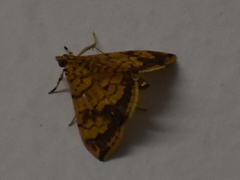 Portentomorpha xanthialis