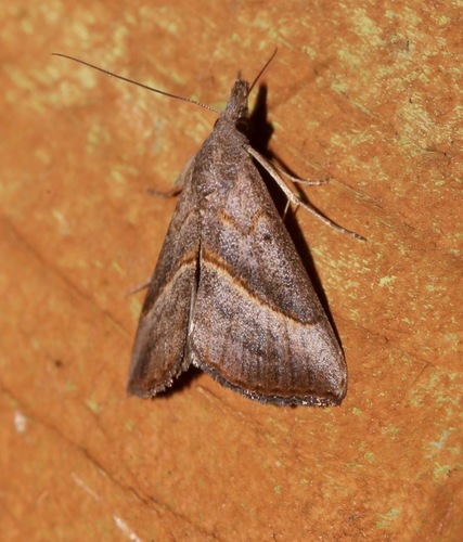 Hypena degesalis photo 3