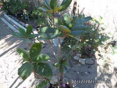 Terminalia catappa