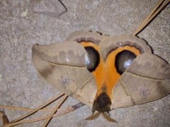 Automeris coresus