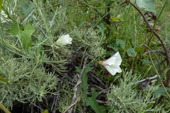Calystegia purpurata