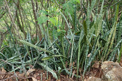 Sansevieria trifasciata