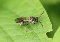 Argogorytes nigrifrons