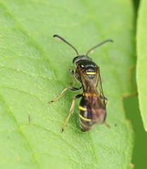 Argogorytes nigrifrons