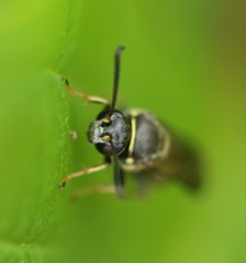 Argogorytes nigrifrons