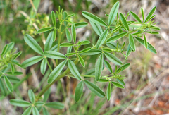 Pediomelum tenuiflorum