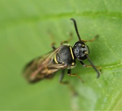 Argogorytes nigrifrons