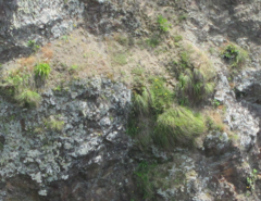 Chionochloa bromoides