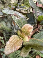 Weinmannia rollottii