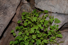 Acalypha pippenii