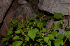 Acalypha pippenii