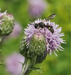 Cerceris atramontensis