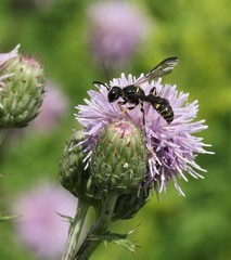 Cerceris atramontensis