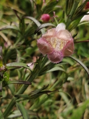 Agalinis communis