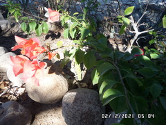Bougainvillea