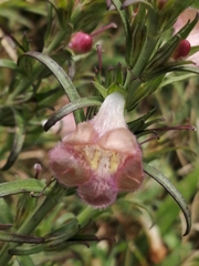 Agalinis communis