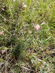 Agalinis communis