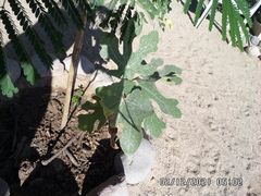 Ficus