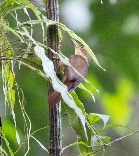 Fawn-throated Foliage-gleaner (Automolus cervinigularis), photo 8