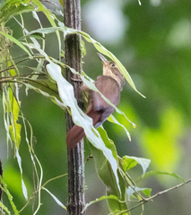 Automolus ochrolaemus