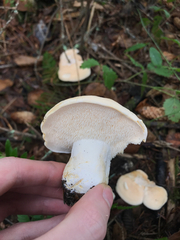 Hydnum olympicum