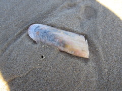 Modiolinae