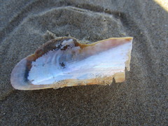 Modiolinae