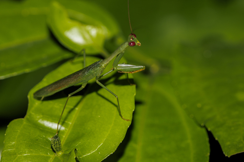Stagmomantis fraterna