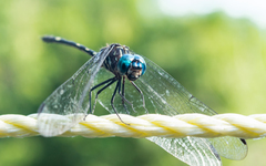 Dythemis nigra